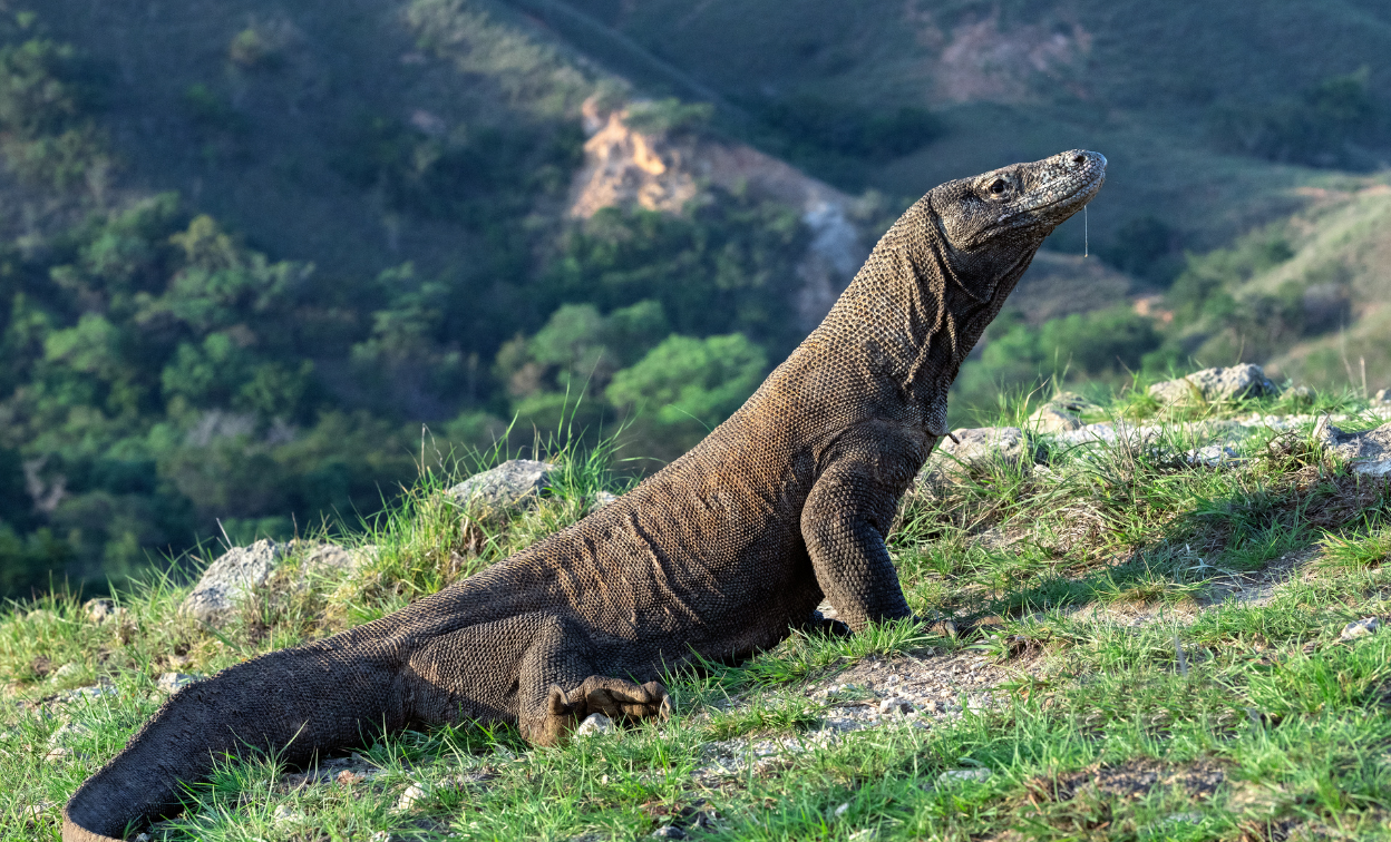 Sudah Pernah Melihat Komodo?